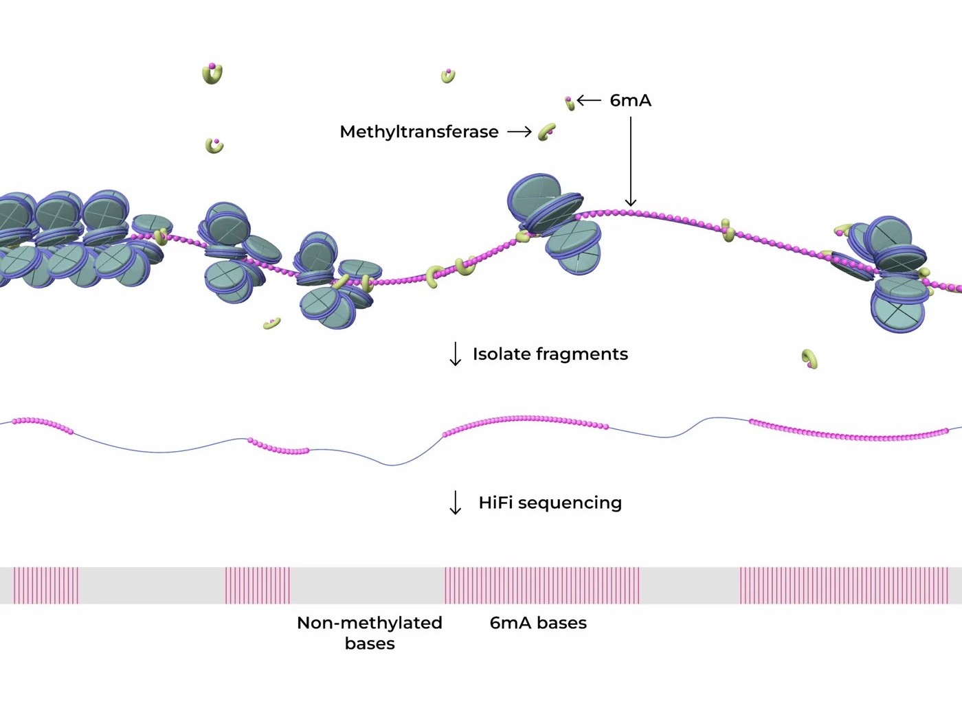 6mA methylation detection