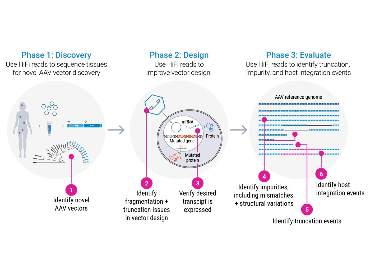 AAV vector discovery workflow