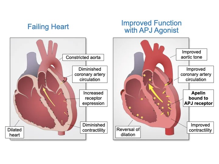 Cardiac function illustration