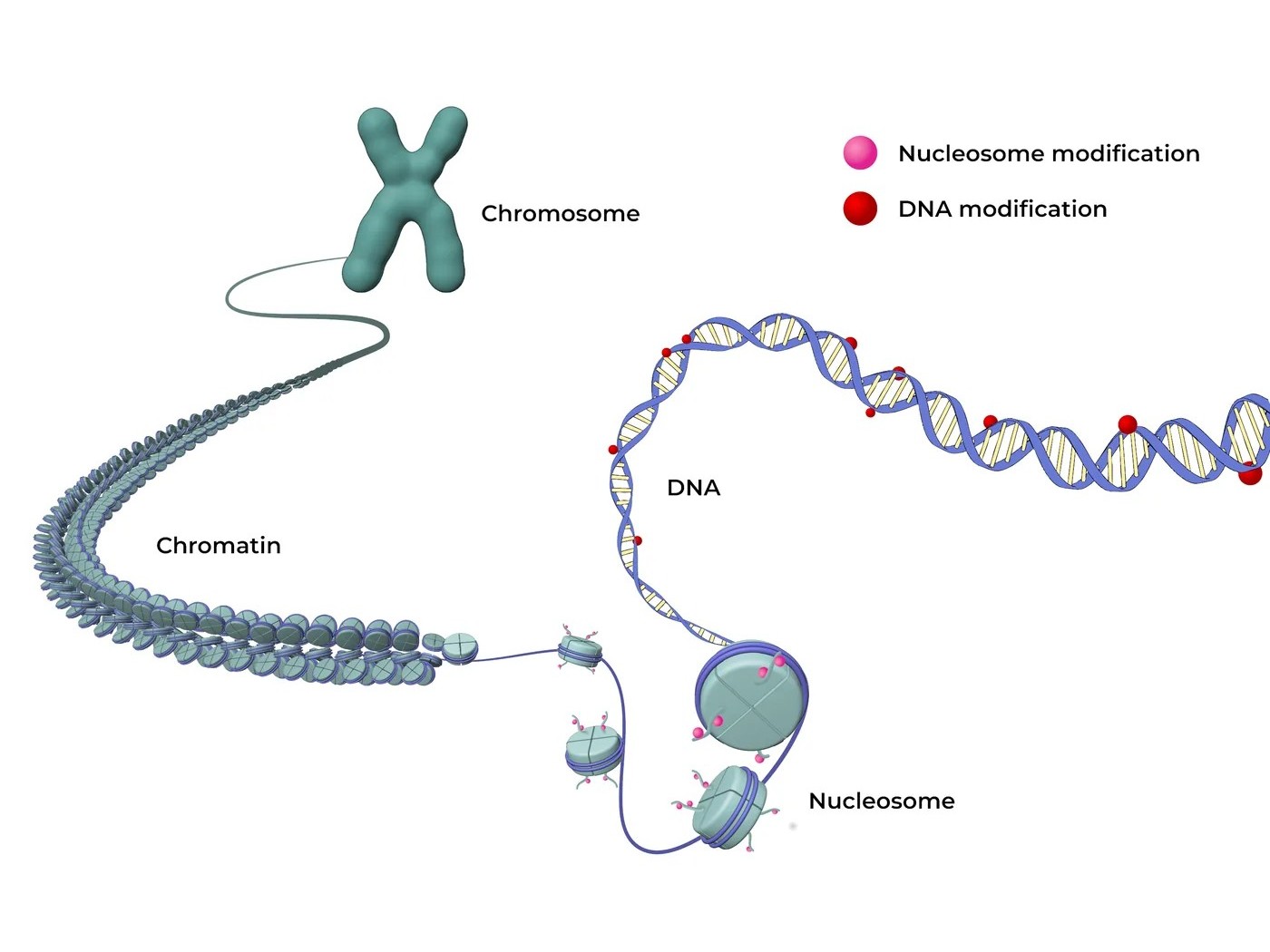 Chromatin & nucleosome structure