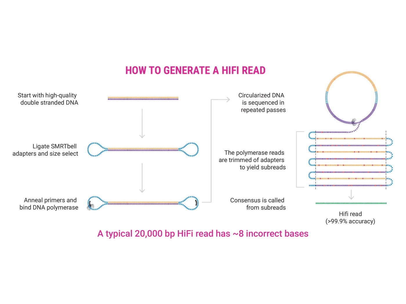 HiFi read generation