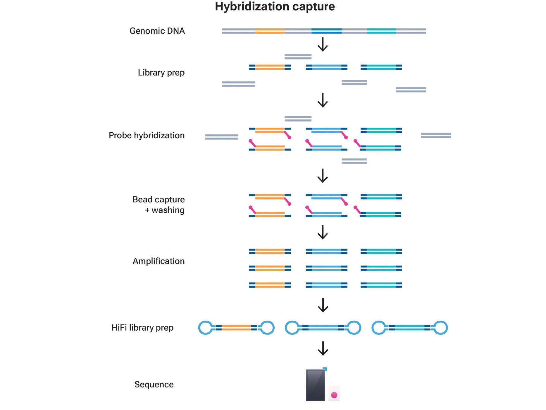 Hybridization capture workflow