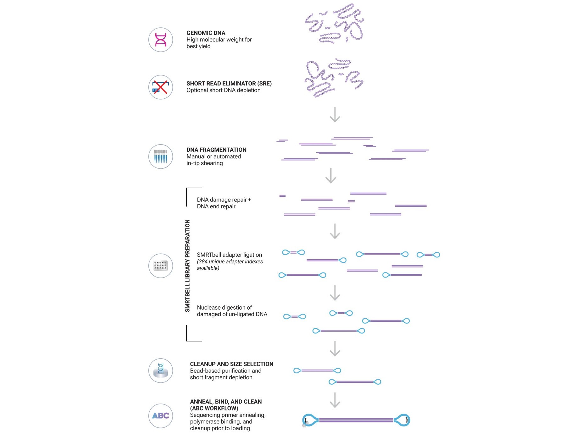 Library prep workflow