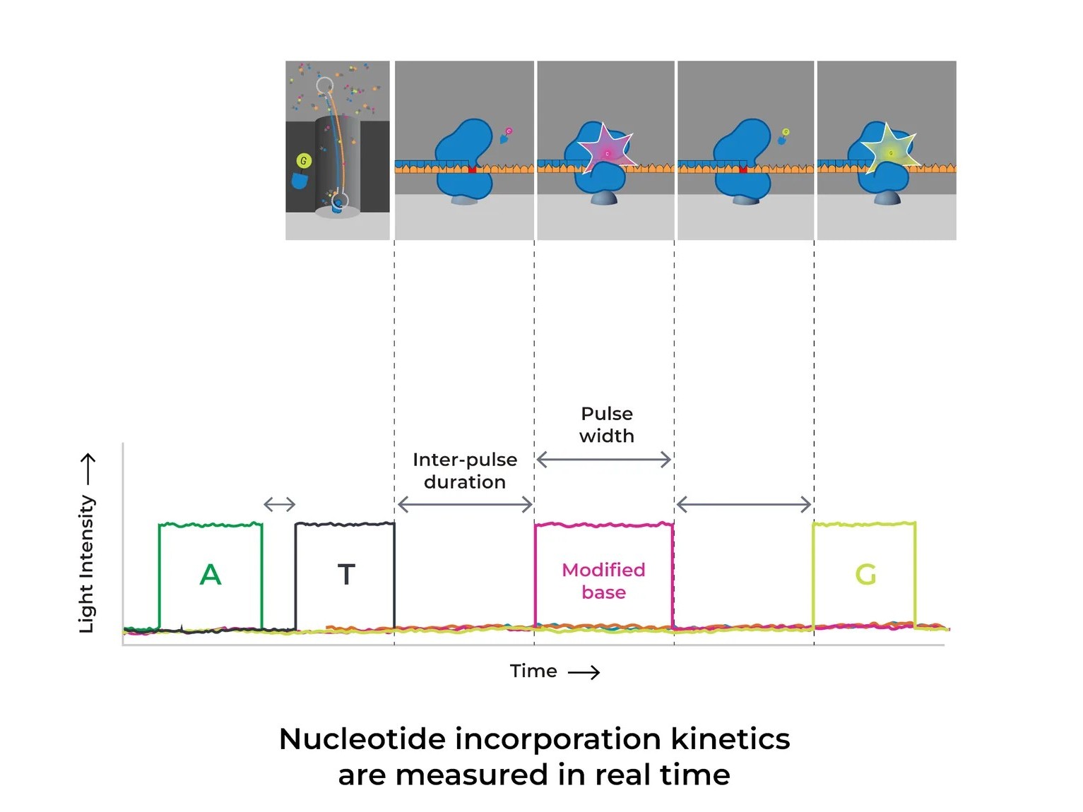 Nucleotide incorporation kinetics