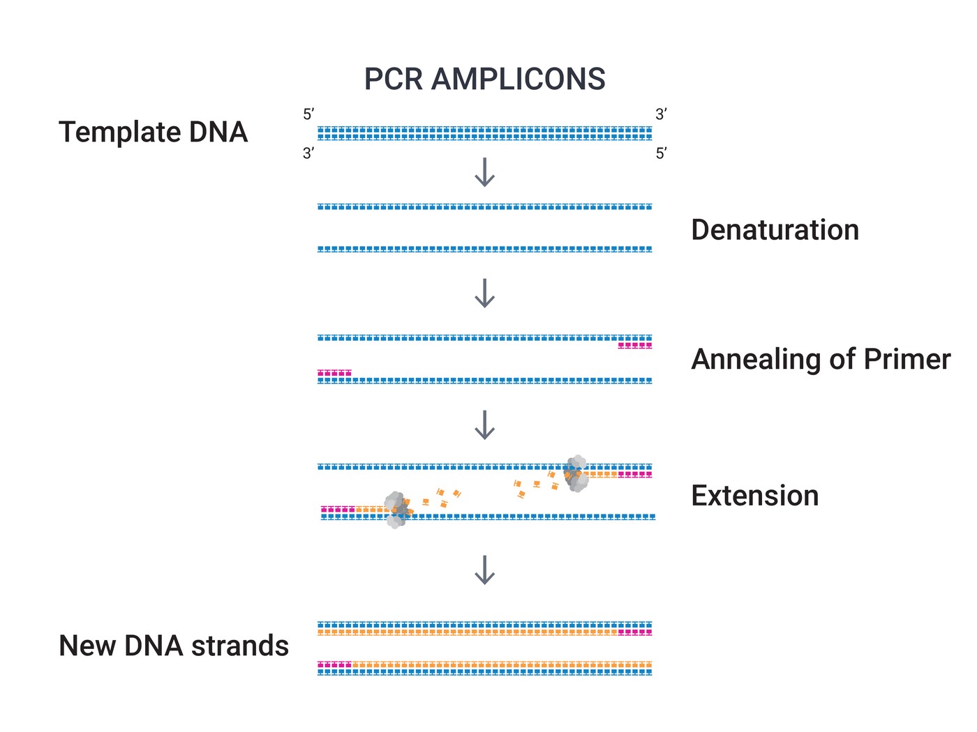 PCR amplicon generation