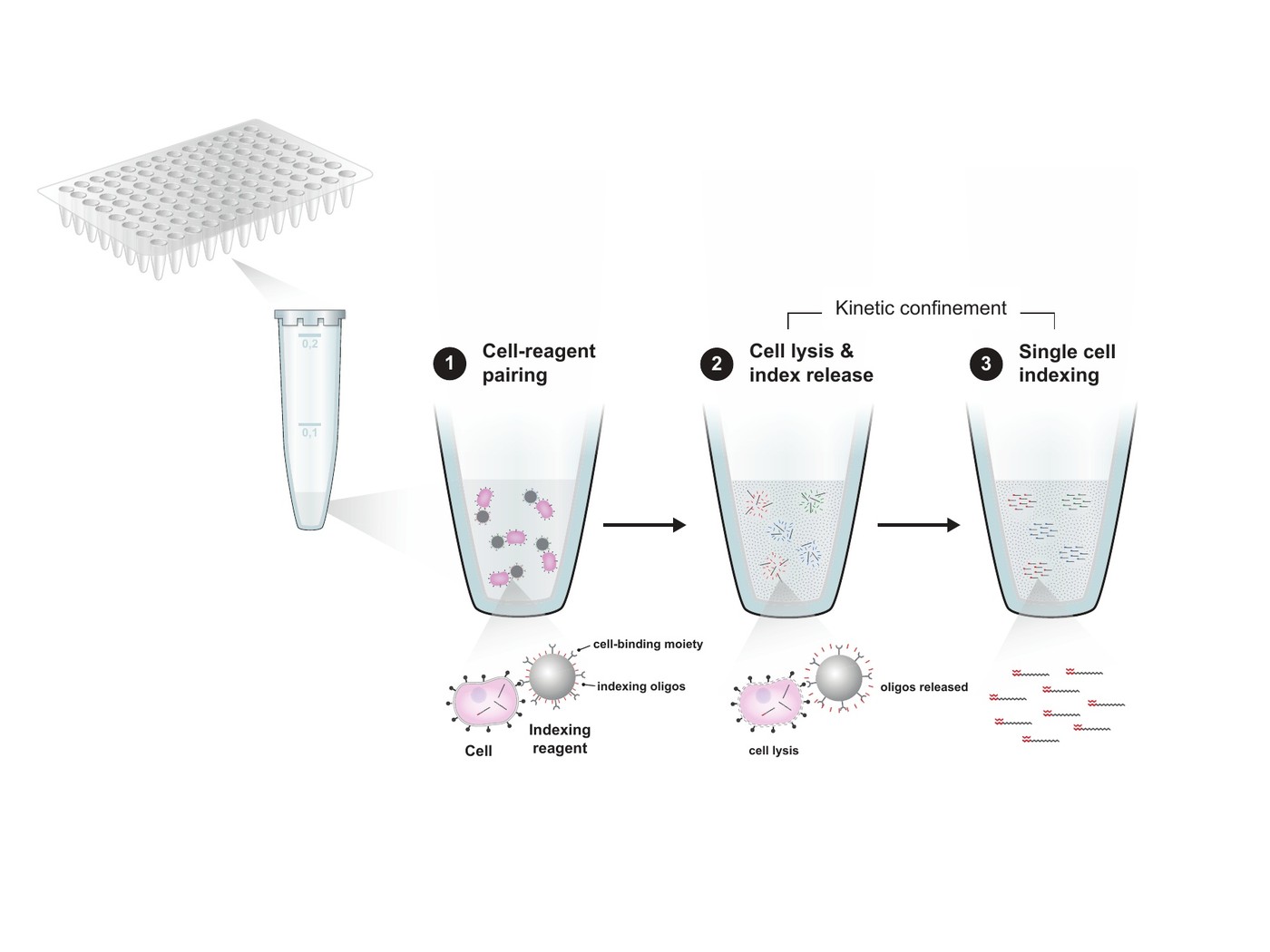 Single-cell indexing workflow