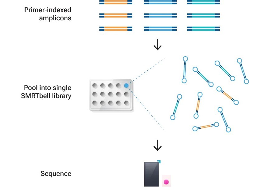 SMRTbell library prep workflow