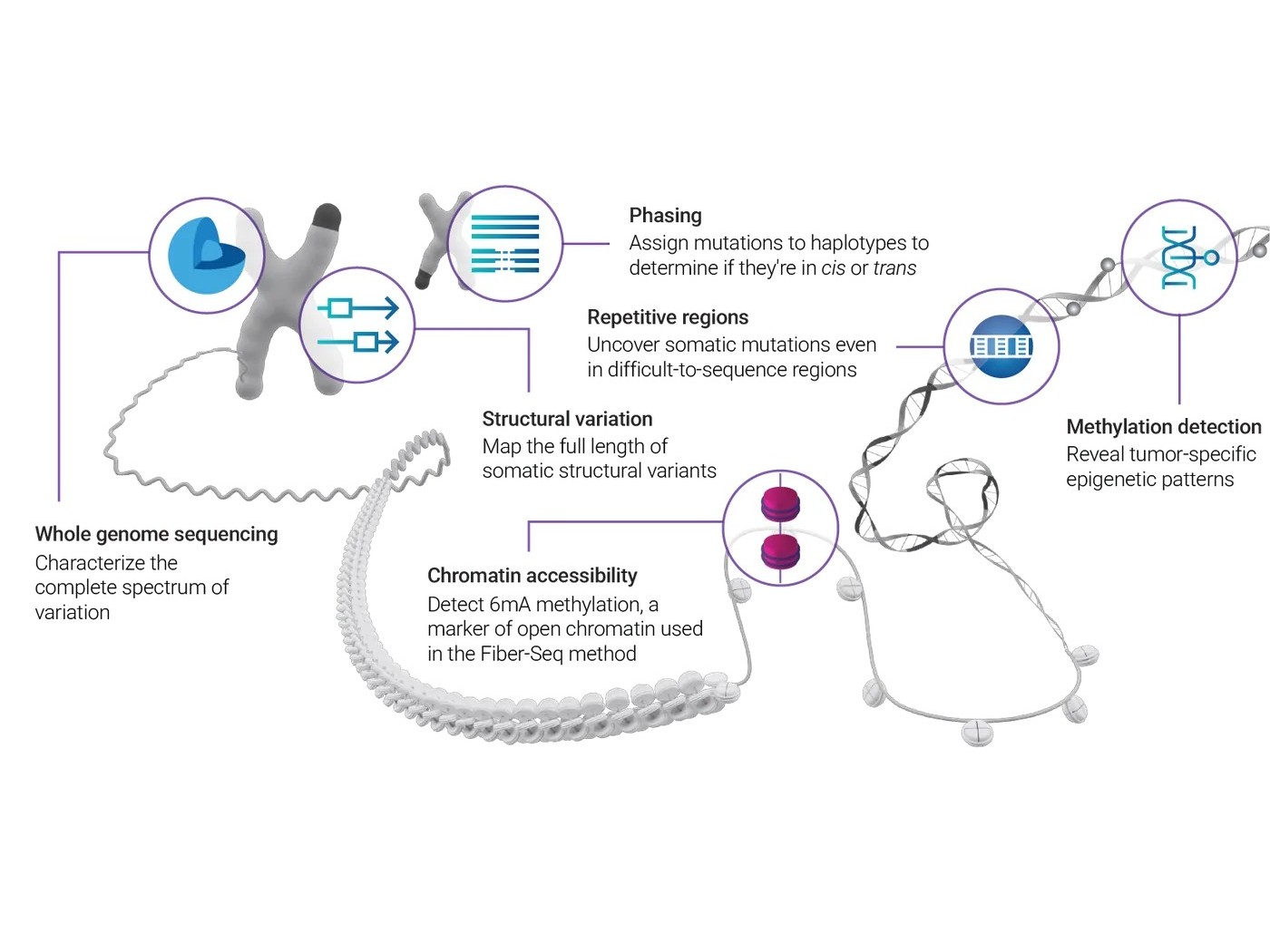 Structural variation in mouse models